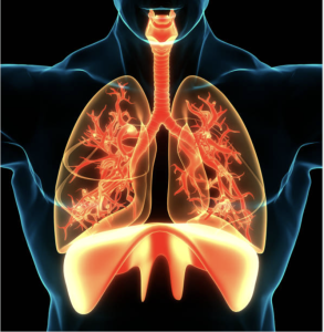 Diaphragm